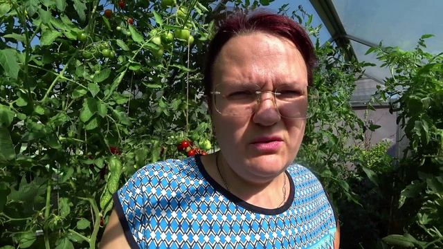 Томаты. Важная заключительная манипуляция
