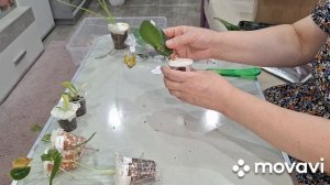 ПОСЫЛКА-ПОДАРОК,ОТ НАТАШИ ИЗ ВОЛГОГРАДА!!!КОМНАТНЫЕ РАСТЕНИЯ(ЦВЕТЫ).