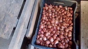 перебрали картошку и лук от шелухи