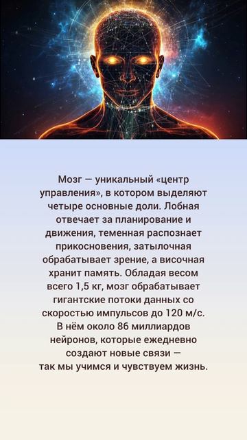 Мозг: дирижёр наших ощущений ✨