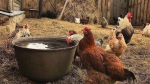 В ДЕРЕВНЕ БЕЗ ЭТОЙ РУТИНЫ НЕ ОБОЙТИСЬ// Сельская жизнь//