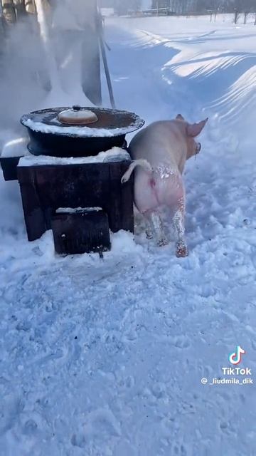 прикольное видио