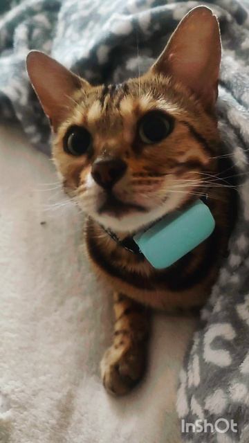Джесси замерзла, укуталась в плед🐱