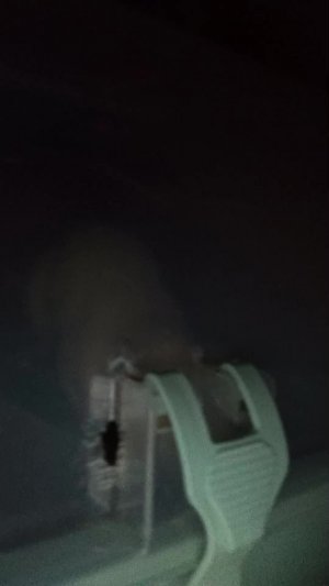 плрт