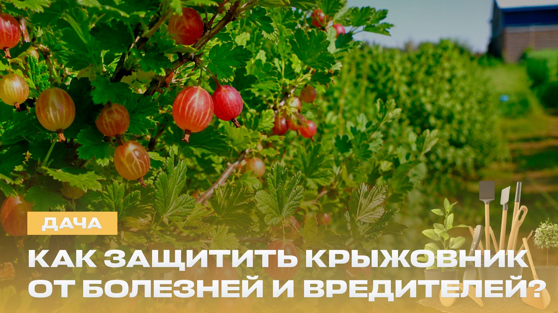 Клубника из семян — это реально? Заготовки на зиму и спасаем крыжовник от мучнистой росы | Дача