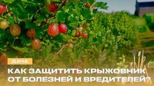 Клубника из семян — это реально? Заготовки на зиму и спасаем крыжовник от мучнистой росы | Дача