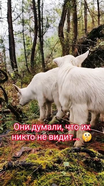 Они не знали, что снимает камера... 👀 ДВА КОЗЛИКА В ЛЕСУ🐐🐐 #козьерябство