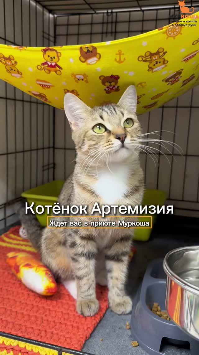 Артемизия ждёт вас в приюте #Муркоша