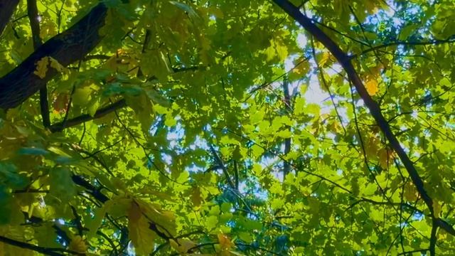 Наслаждаемся августом, зацвела сирень 🌾🌱🌳🔅🚴♀️🔅🧐