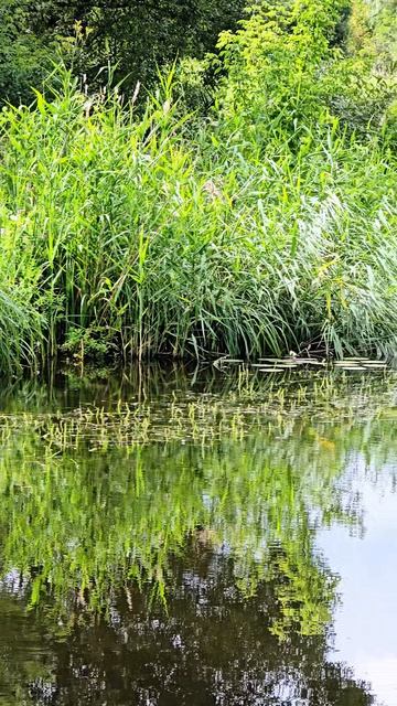 Отражение в воде, река Крюк в Красниково Курской области