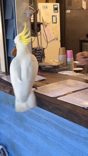 Большие желтохохлые какаду (Cacatua Galerita)  в Parklife Coffee в Терригале.