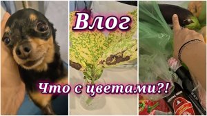 186/26. Что с цветами?! // Выживут ли?! // Хочу готовить!!! // Сама себя развлекает😁 //