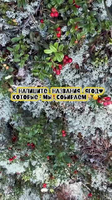 #Знаете название этих ягод? #ягоды #лес #угадай #влесу
