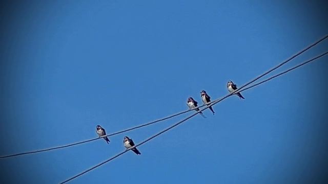 Ласточки деревенские🐦🐦🐦🐦🐦