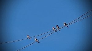 Ласточки деревенские🐦🐦🐦🐦🐦