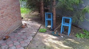 субботний вольный зоопарк за окном