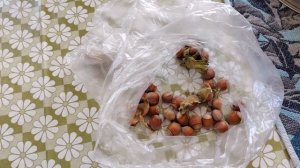 Снова варю кукурузу, о фундуке и икре из синих.