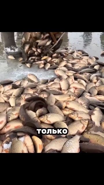 Рыболовство в разных странах