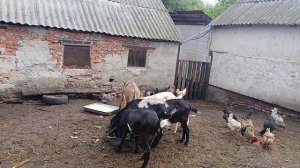 Греческий йогурт и колбаса ливерная яичная