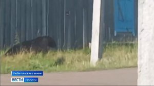 Медведица и двое медвежат вышли на улицы села Баяндай