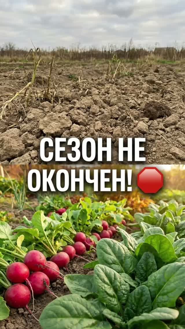 ЧТО ПОСАДИТЬ В АВГУСТЕ ДЛЯ ОСЕННЕГО УРОЖАЯ?