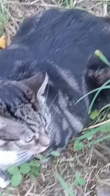 Лесная кото булка🌳🐆😂