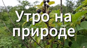 Утро на природе | Собираем смородину | Крики ворон и комары | 22 августа