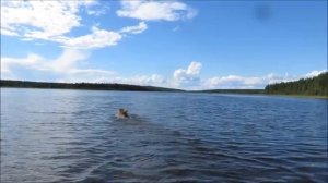 Подготовка лайки к утиной охоте на озере