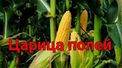 Почему на полях так много кукурузы
