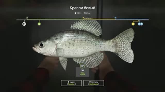 Краппи белый на удочку