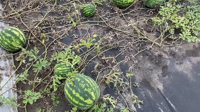 Арбузы в Сибири растут лучше, чем на Юге.