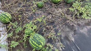 Арбузы в Сибири растут лучше, чем на Юге.