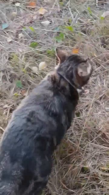 Красавец гуляет🐆🌳🌿
