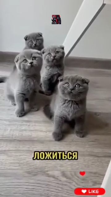 Чудесный, добрый и пушистый серый кот! 😼🫶😎