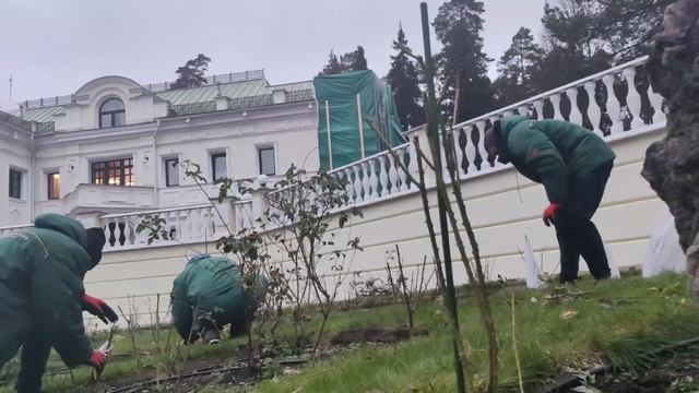 Обрезка роз на дачных участках Москвы и области