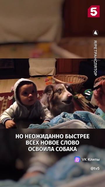 Собака первой научилась говорить «мама» ради любимой еды