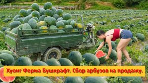 Хуонг Ферма Бушкрафт. Вьетнам. Сбор арбузов на продажу.