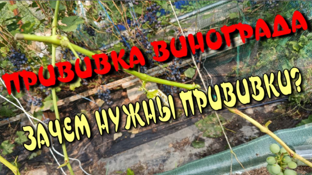 ПРИВИВКА ВИНОГРАДА ЛЕТОМ. ЗЕЛЕНЫМ В ЗЕЛЕНОЕ