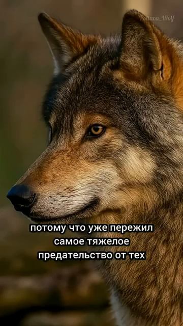 #shorts Психология отношений/ Мотивация/Мудрые Советы/ Цитаты/ После того как человека ранят самые