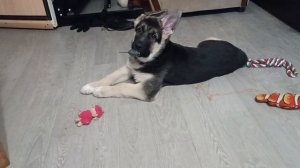 ВЕО ДЖЕК ПОЙМАЛ МЫШКУ