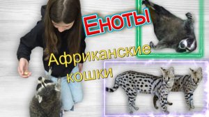 Енотики и африканские кошки 12.07.2026
