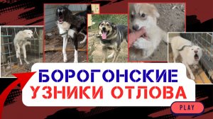 Последний шанс выжить для узников отлова