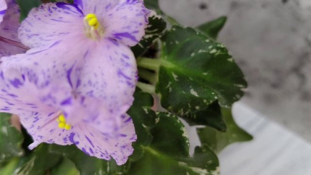 Фиалки. Миниатюры