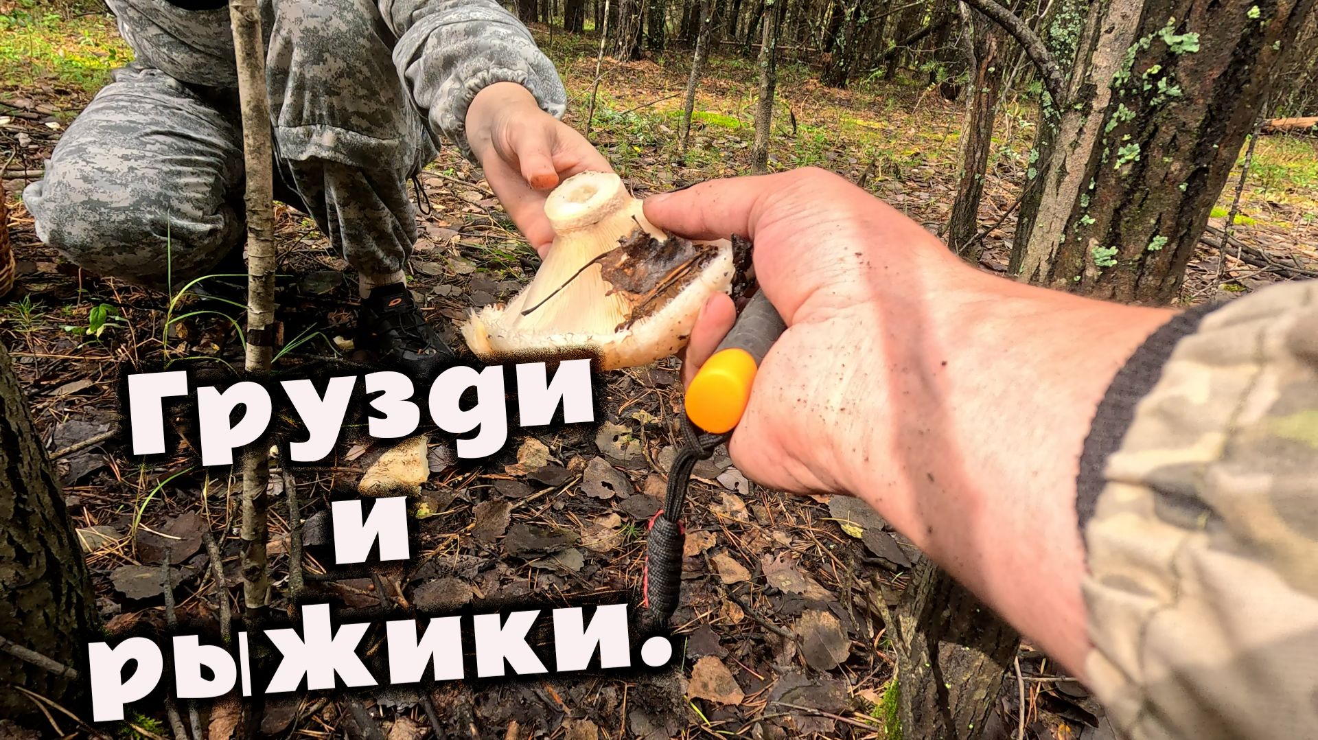 Лес зовёт! Как найти целые плантации рыжиков и груздей, пока другие проходят мимо? Секреты грибника.
