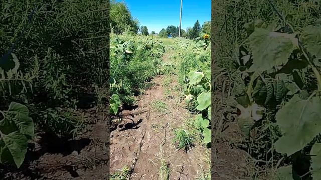 21.08.26 Защита родимых подсолнечников