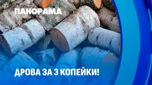 Как в лесхозах Беларуси выстроена система заготовки дров? Панорама