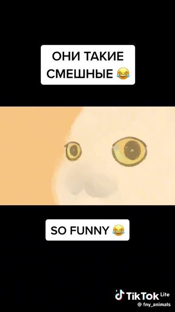 Котики