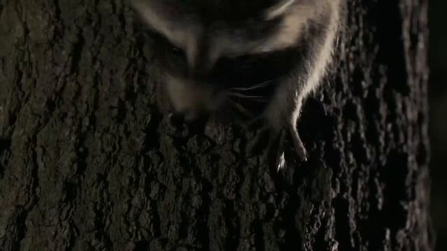 Raccoon _ Amazing Animals