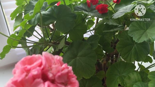 Осень стрессовый период для Пеларгонии ☘️☘️☘️