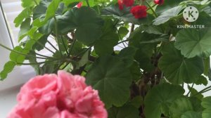 Осень стрессовый период для Пеларгонии ☘️☘️☘️